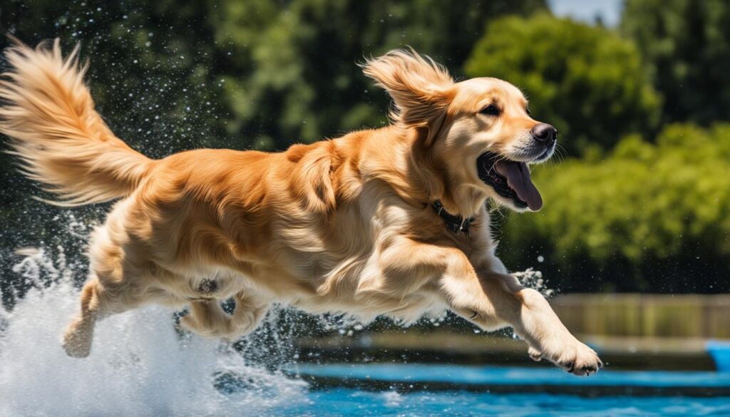 dog dock diving